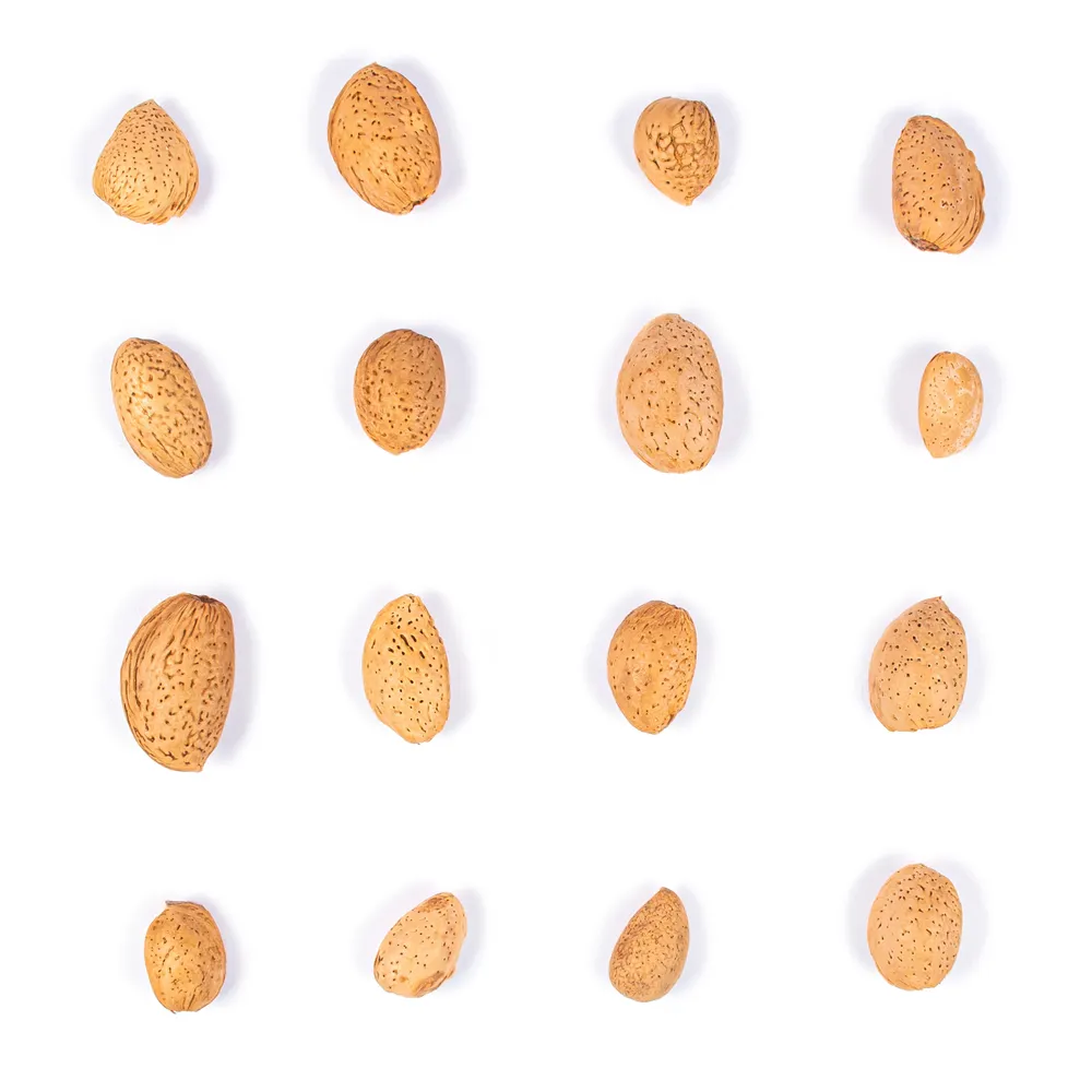 بادام سنگی - Image 3