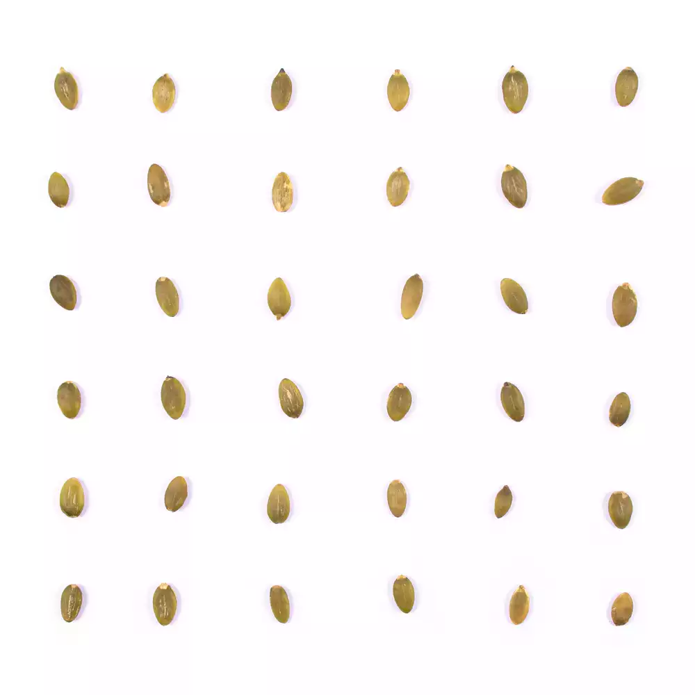 مغز تخمه کدو گوشتی خام - Image 3